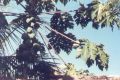 coconut_palm